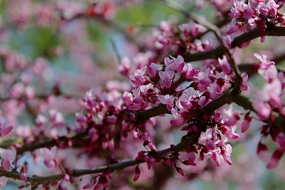 Cercis canadensis 'Forest Pansy' - zmarlika kanadská - květy (2)